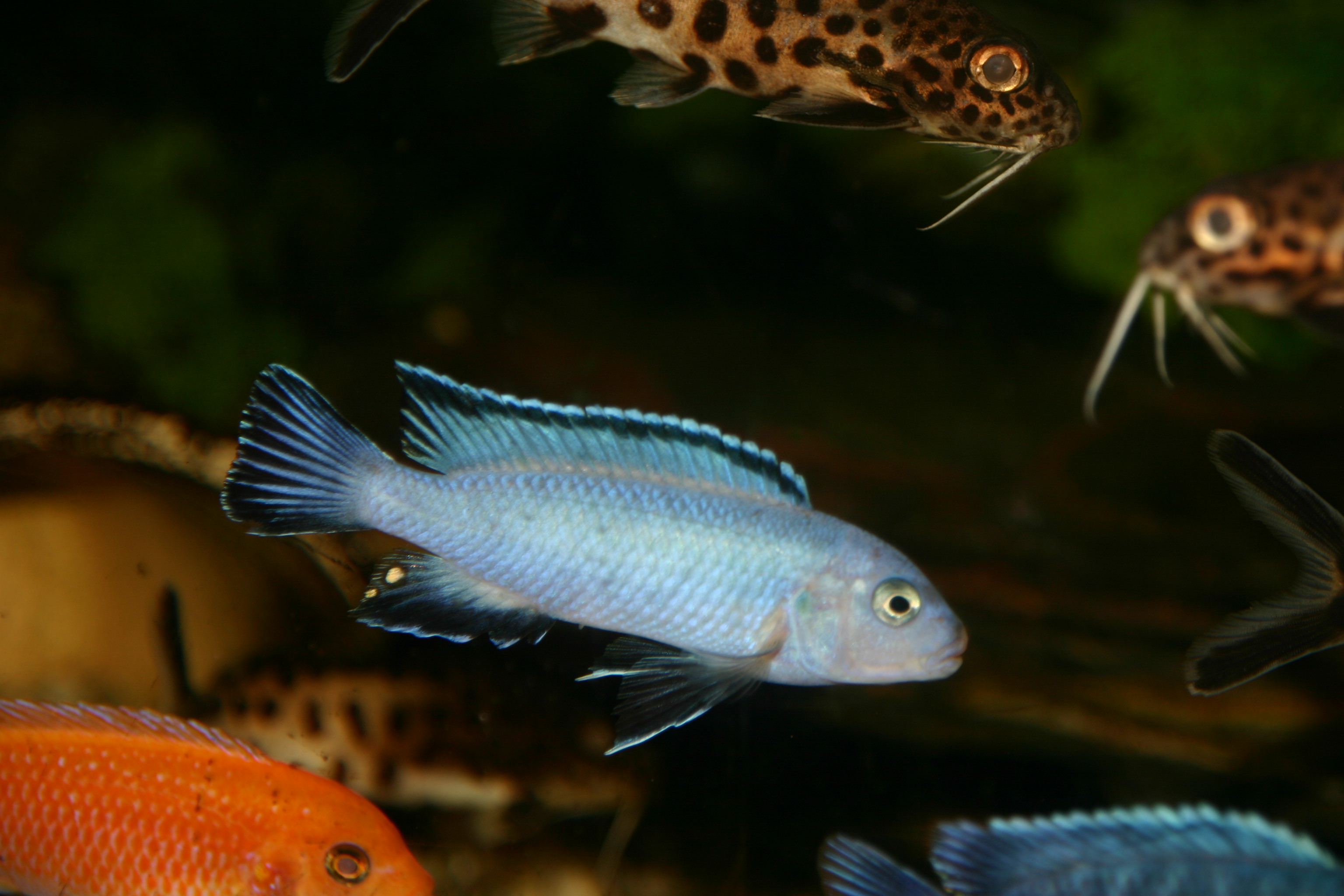 Malawis in Berlin Pseudotropheus / Chindongo